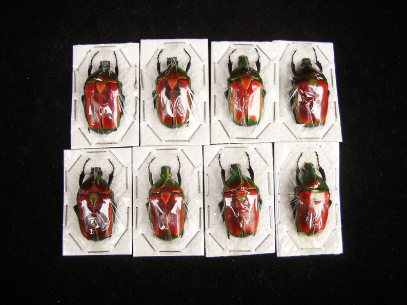 1 Real Scarab Beetle Torynorrhina Flammea flower beetle orange red iridescent dried preserved insect bug taxidermy image 4
