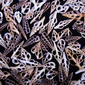 May include: A collection of numerous cut auger seashells scattered across a black surface. Each shell features a natural spiral structure with multiple open, hollowed-out segments, displaying various shades of tan, brown, and cream colors.