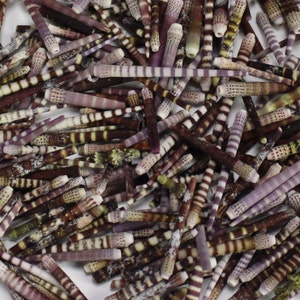 May include: A collection of small, striped, purple and brown seashells. The shells are arranged in a random pattern and are all about the same size.