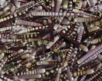 Multipack Bargain Tiger Sea Urchin Spines BY WEIGHT bulk wholesale shell sea life nautical Hawaii seashell destash