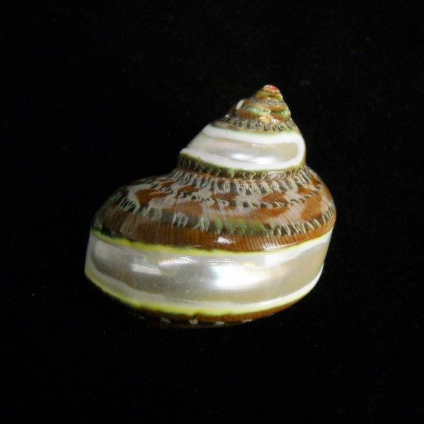 Multipack 2"-2.5" Tapestry Turbo BANDED Shell with mouth opening sizes of about 1 inch to 1 1/4 inches hermit crab shells