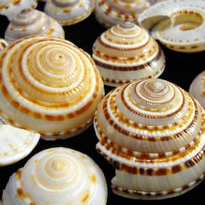 May include: A collection of white and brown seashells with intricate patterns. The shells have a spiral shape and are arranged on a black surface.
