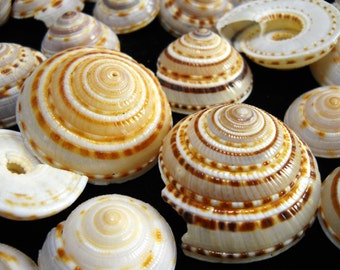 Multipack 3/4"-1.5" Sundial sea shells DRILLED or UNDRILLED seashells or beads