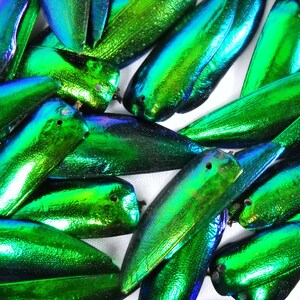 Multipack DRILLED 1.25 Elytra Beetle Wings GREEN TONE natural iridescent elyctra insect bug metallic jewel green and blue taxidermy image 2