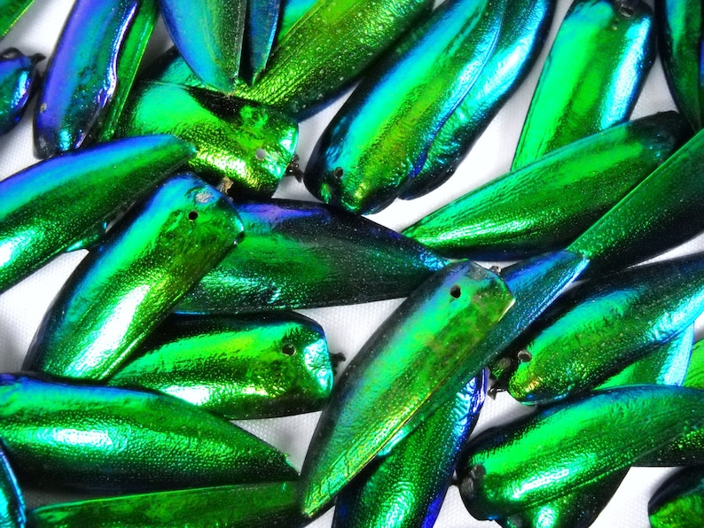 Multipack DRILLED 1.25 Elytra Beetle Wings GREEN TONE natural iridescent elyctra insect bug metallic jewel green and blue taxidermy image 2