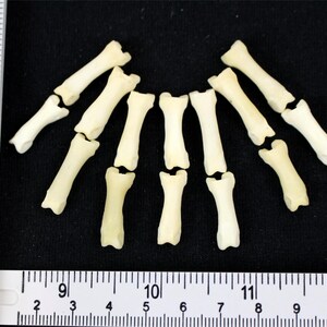 May include: A collection of small, off-white bones arranged on a black surface. The bones are of varying lengths, with a ruler in centimetres along the left side. The bones are likely from a small animal.