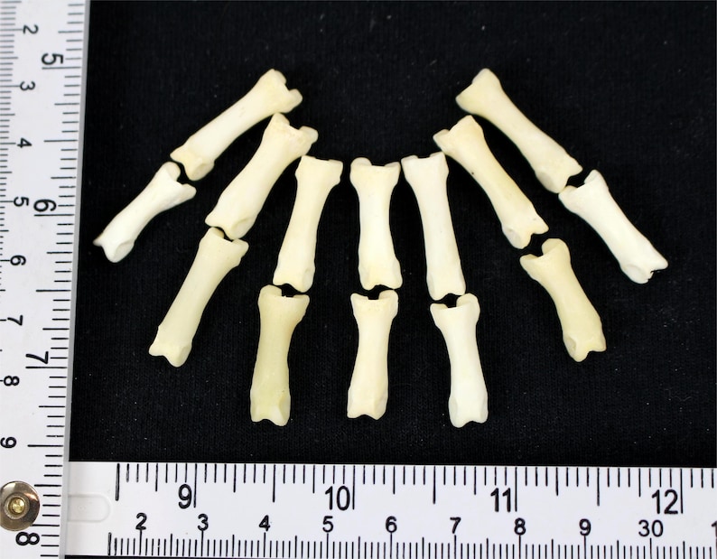 May include: A collection of small, off-white bones arranged on a black surface. The bones are of varying lengths, with a ruler in centimetres along the left side. The bones are likely from a small animal.
