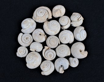 1/2 to 1 Inch Multipack Fossil Gastropods From Morroco Real