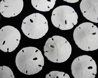 Multipack 1" Keyhole Sand Dollars "DRILLED" ocean beach nautical Hawaii seashell sanddollar decor wedding