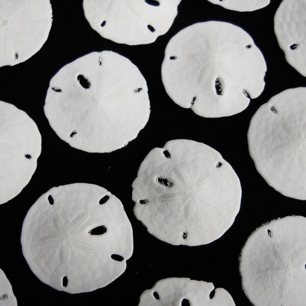 Multipack 1" Keyhole Sand Dollars "DRILLED" ocean beach nautical Hawaii seashell sanddollar decor wedding
