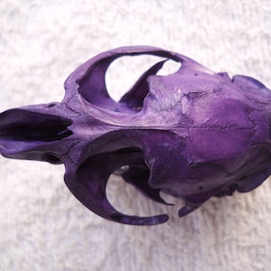 Taxidermy Royal Purple Rat Real Bone Animal Skull Muskrat Bones image 2