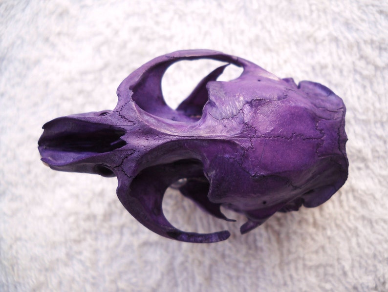 Taxidermy Royal Purple Rat Real Bone Animal Skull Muskrat Bones image 2