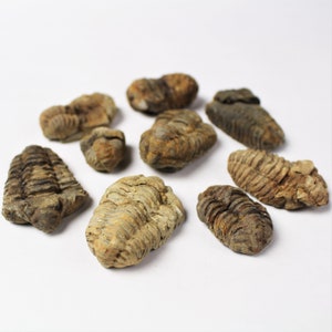 1 to 4 inch Multipack Trilobite real dino fossil rock stone marine specimen image 5