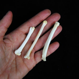 May include: Three white animal bones with a slightly yellow tint, held in a hand against a black background.