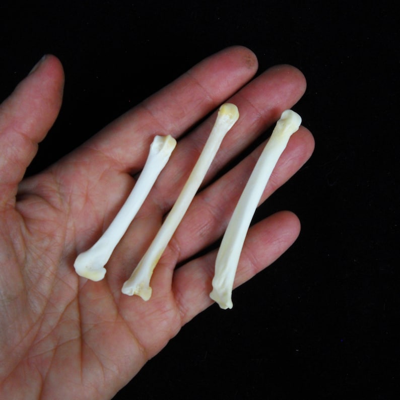 May include: Three white animal bones with a slightly yellow tint, held in a hand against a black background.