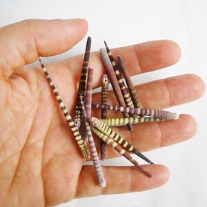 Multipack 1.252.5 DRILLED Tiger Sea Urchin Spines bulk wholesale shell sea life nautical Hawaii seashell beads image 3