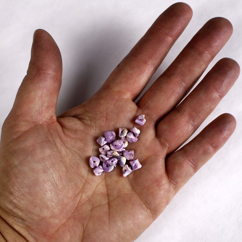 1/43/8 SIDE DRILLED Cebu Beauty shells bulk wholesale shell sea life Hawaii seashell purple beads image 3
