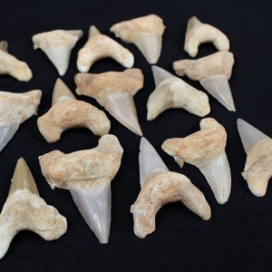 2 to 3 Inch Multipack Shark Teeth Otodus Obliquus Natural Dinosaur Real ...