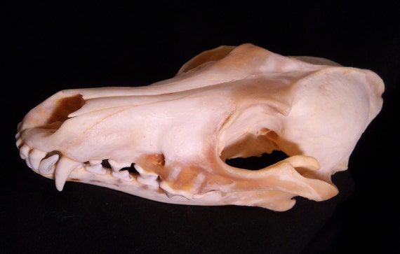 Animal skull lamp outlet