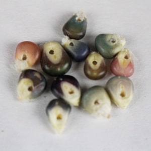 Glass Gem Corn Kernels DRILLED natural real beads