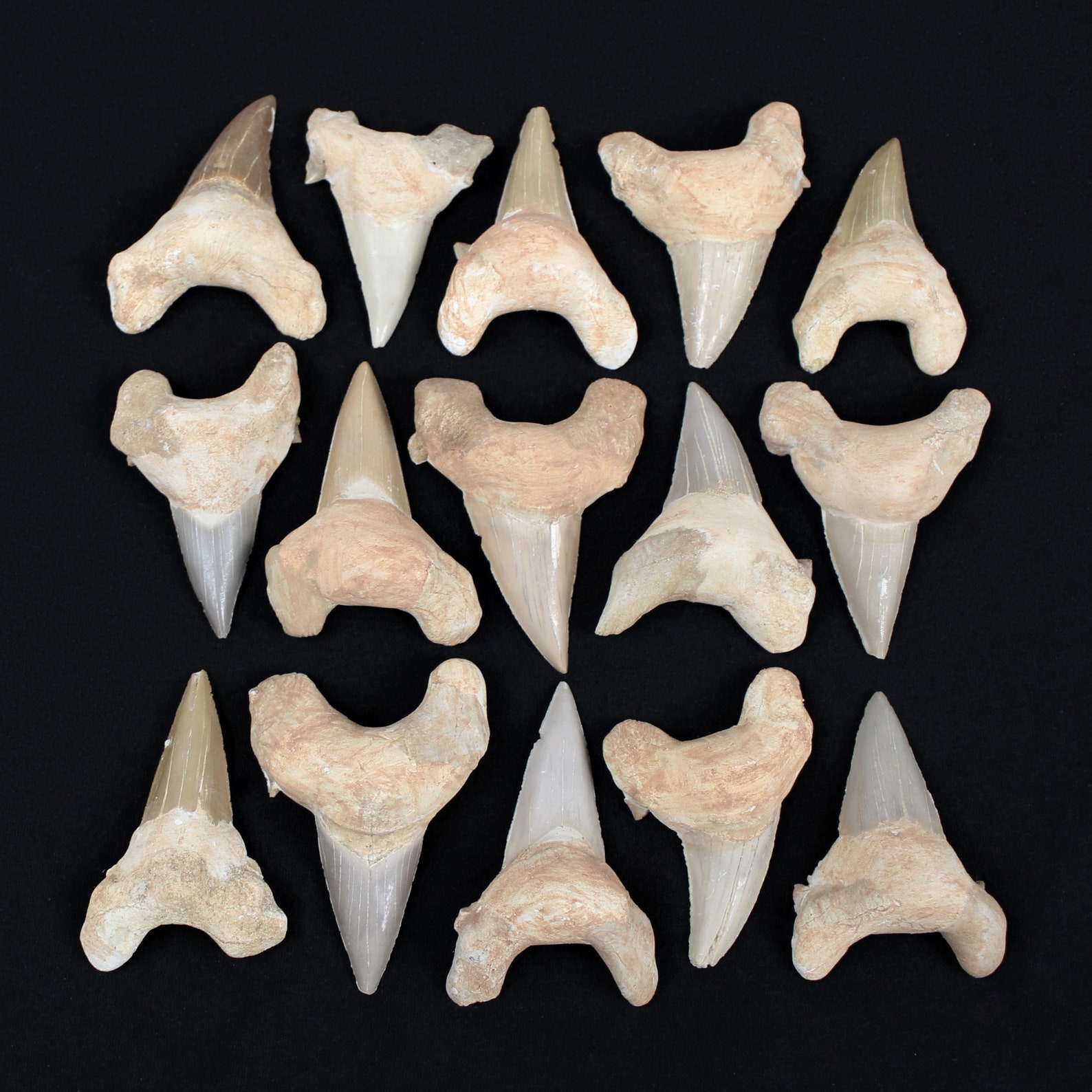 2 to 3 Inch Multipack Shark Teeth Otodus Obliquus Natural - Etsy