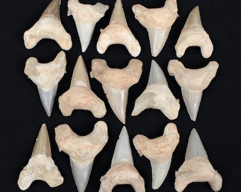 3.5 to 4 inch Multipack shark teeth Otodus Obliquus natural dinosaur real fossil rock stone mineral tooth specimens