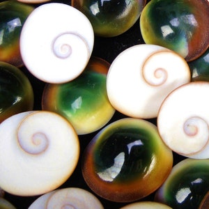 May include: A collection of white seashells with a spiral pattern on the inside. The shells have a green, brown, and orange iridescent outer layer.