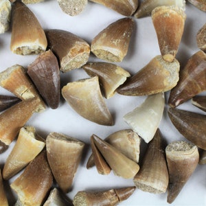 3/4 to 1 1/2 inch Multipack Mosasaur dino teeth natural dinosaur real fossil rock stone mineral tooth specimens