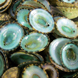 Multipack .51 DRILLED green limpet shells seashell ocean beach nautical Hawaiian coastal decoration afbeelding 1