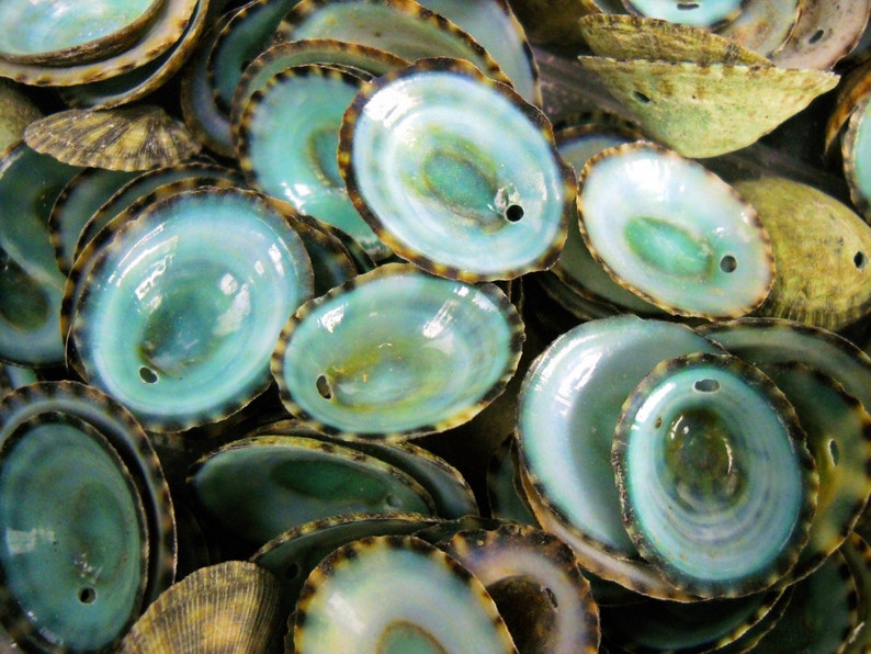 Multipack .51 DRILLED green limpet shells seashell ocean beach nautical Hawaiian coastal decoration afbeelding 1