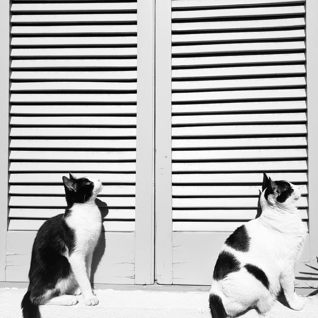 Black and White Cat Print Set — Fine Art Photography Prints — Instant ...