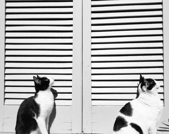Set di stampe di gatti in bianco e nero — Stampe fotografiche d'arte — Download immediato — Arte minimalista da parete — Regalo per amanti dei gatti — Set di 5