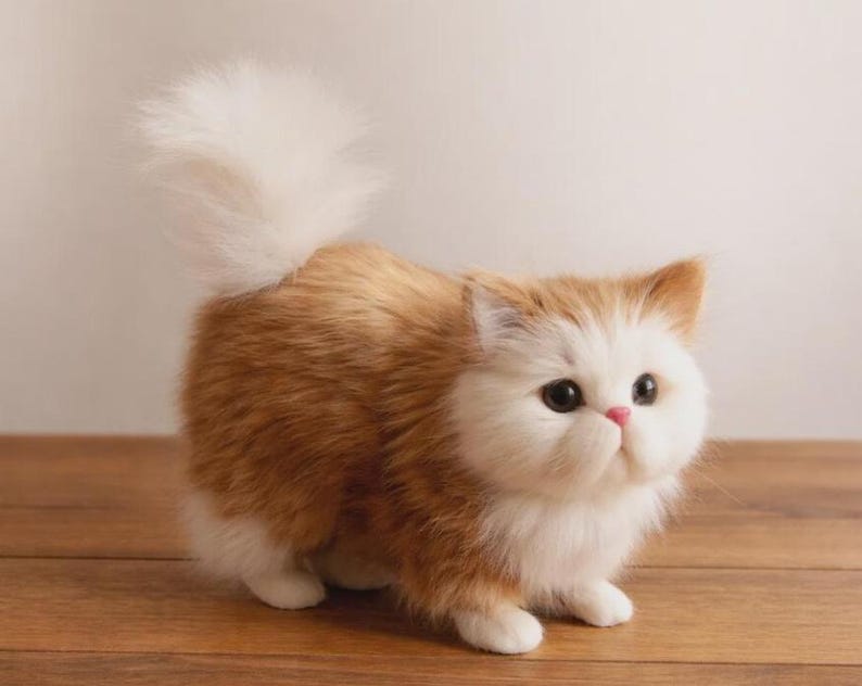 Puede incluir: Un gato esponjoso, naranja y blanco con una cola grande, blanca y esponjosa. El gato tiene ojos grandes y oscuros y una nariz rosada. El gato est&aacute; sobre una superficie de madera.