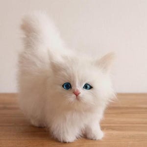 Puede incluir: Un gatito blanco y esponjoso con ojos azul brillante y nariz rosada. El gatito est&aacute; de pie sobre una superficie de madera. Su pelaje es largo y suave, y su cola est&aacute; ligeramente curvada. El fondo es una pared lisa de color claro.