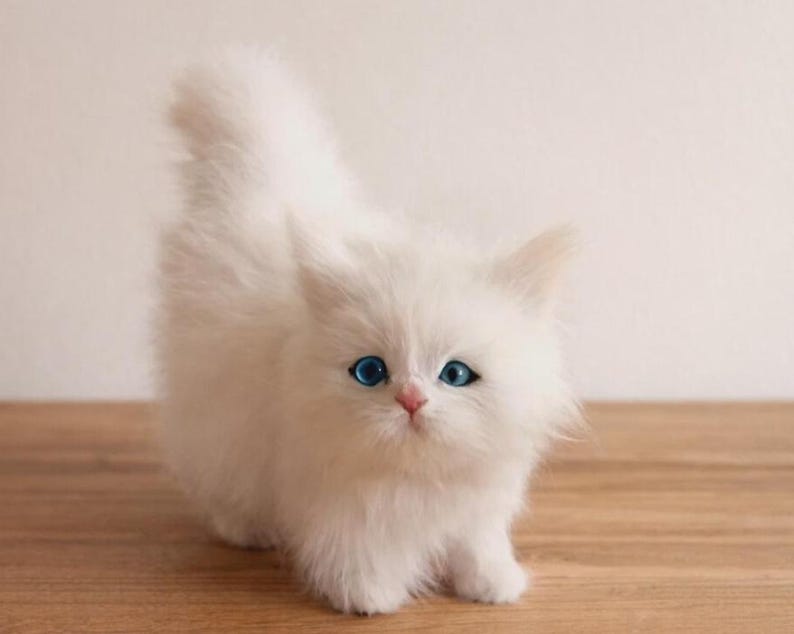 Puede incluir: Un gatito blanco y esponjoso con ojos azul brillante y nariz rosada. El gatito est&aacute; de pie sobre una superficie de madera. Su pelaje es largo y suave, y su cola est&aacute; ligeramente curvada. El fondo es una pared lisa de color claro.