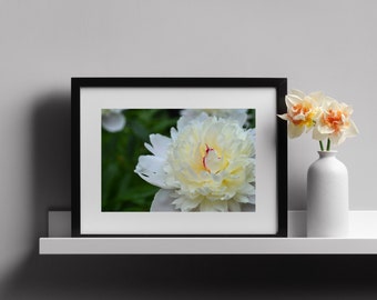 Digital Download of White Peony Photograph - Printable Wall Art - Downloadable Wall Decor - Nature Photography - Floral Artwork