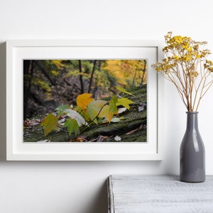 Autumn Leaves Close-Up Photo: Fall Wall Art (Digital Download)