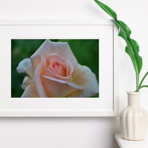 Digital Download of Pink Rose Flower Photograph - Printable Wall Art - Printable Wall Décor - Rose Wall Décor - Nature Interior Design