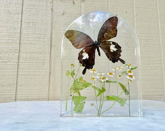 Schwalbenschwanz und Kamille Naturschutz, großer Fensterbogen (dd_13)