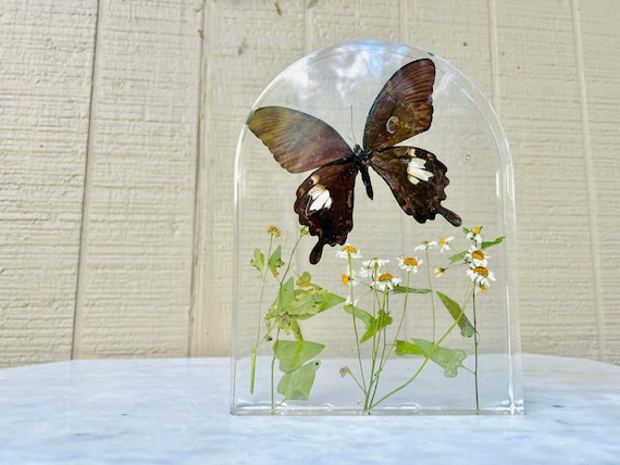 Swallowtail and Chamomile Nature Preserve, Large Resin Window Arch (dd_13)