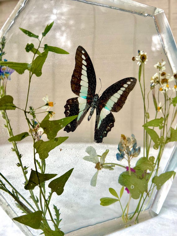Butterfly & hand-picked botanical preserve, window display, large hexagon