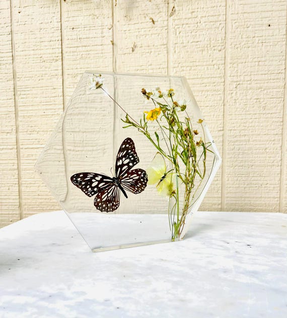 the blue tiger and the statira sulphur (two preserved butterflies) hand-picked chamomile botanicals, one large hexagon window display (dd_2)