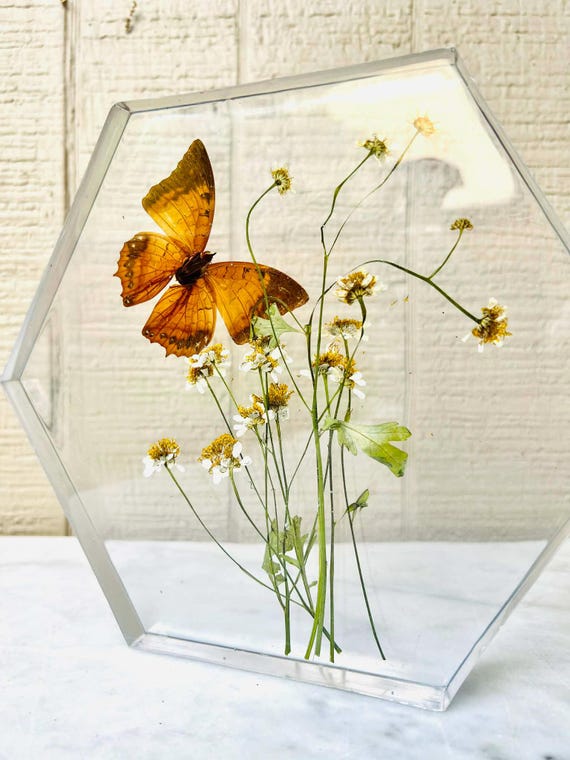 the plain tiger and hand-picked chamomile botanical specimen preserve, window display, large hexagon (dd_3)