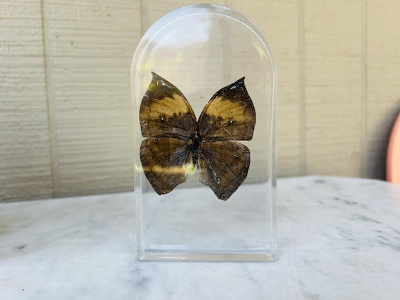 Real Preserved Brown Butterfly in Resin Arch – Minimalist Natural Specimen Display (5” Tall)