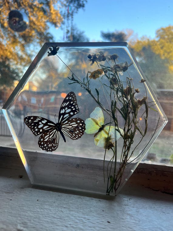 Real Butterfly Resin Art – Common Crow & Grass Yellow Hexagon Display