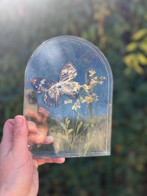 Botanical Preserved Butterfly Window Display Arch
