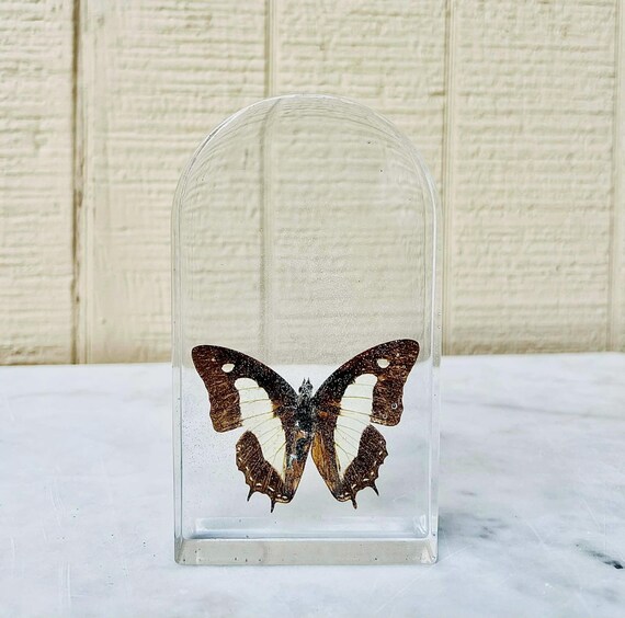 Common Bluebottle Butterfly Preserved in Small Window Arch (dd_11)