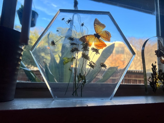 Hexagon Window Butterfly Preserve