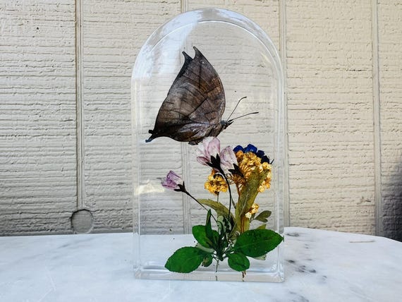 Real Leafwing Butterfly in Floral Resin Arch – Botanical Butterfly Display (5” Tall)