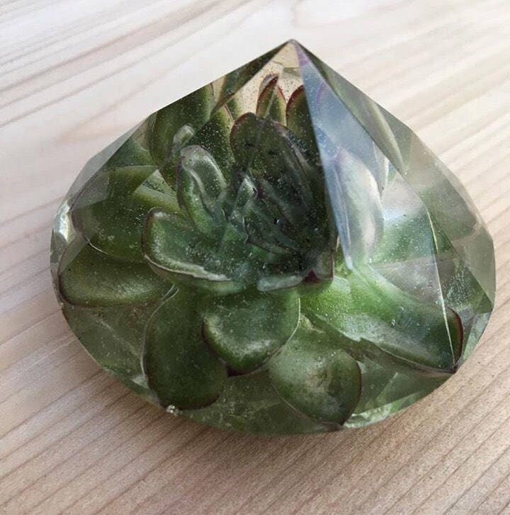 Preserved Succulent Preserved in Clear Casting Resin enclosed Etsy